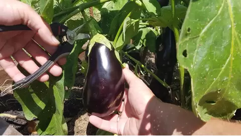 Eggplant growing guide: Tips for vibrant, delicious fruits