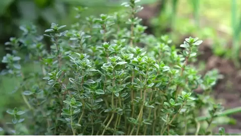 Thyme to grow: A simple guide to fresh herbs at home