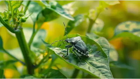 Organic pest control methods: sustainable solutions for outdoor and indoor farms