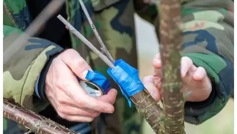 Maximizing plant growth: How grafting techniques transform gardens