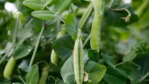 Fresh peas at home: A guide to growing sweet, tender pods