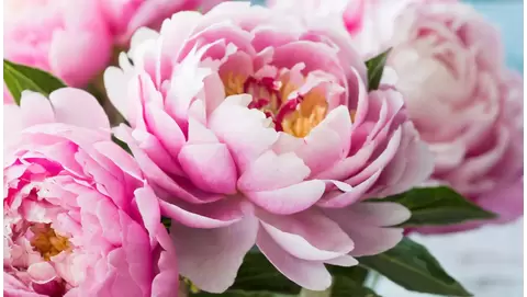 Peonies: A Guide to Growing These Timeless Perennials