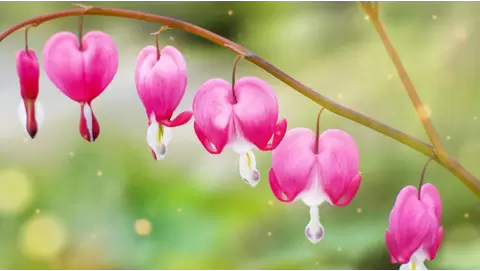 Bleeding Heart: Add Unique Beauty to Your Garden