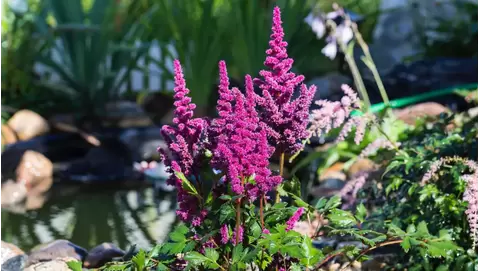 Astilbe: Brighten Your Shade Garden with These Gorgeous Blooms