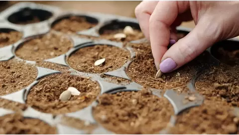 The ultimate guide to seed propagation: From germination to growth