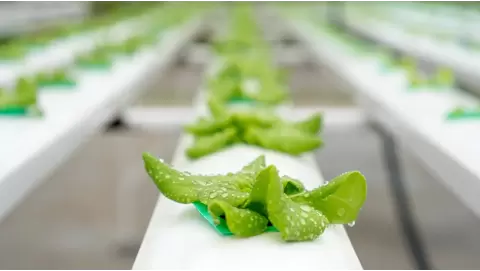 Hydroponic propagation techniques: Growing plants without soil