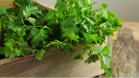 Growing cilantro at home: Tips for fresh, flavorful leaves