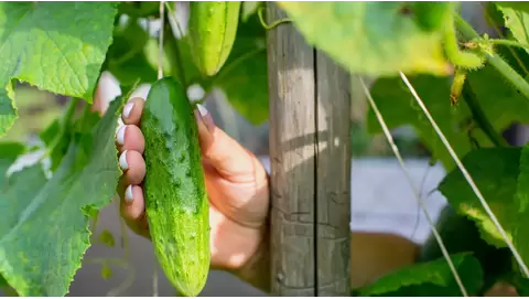 Cucumber growing made easy: Tips for crisp, fresh harvests