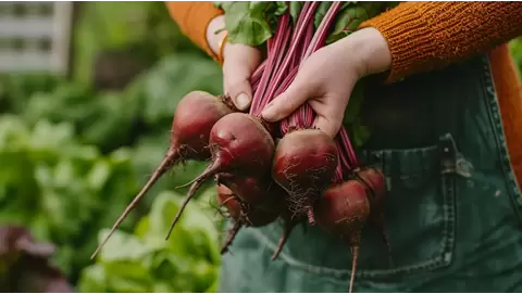 Growing beets at home: Tips for root and leaf harvests