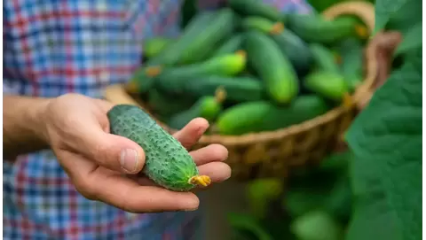 Organic pest and disease control for cucumbers: Grow healthy crops