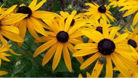 Black-Eyed Susan: Vibrant Beauty for Your Garden 