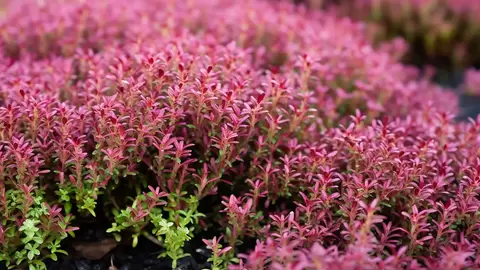 Creeping Thyme: A Groundcover with Color and Fragrance