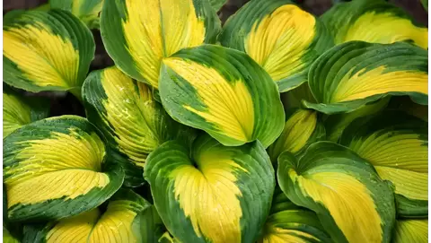 Hostas: Low-Maintenance Elegance for Shaded Gardens