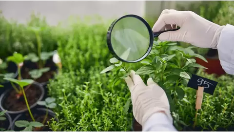 Disease management in greenhouses: Top techniques for healthier plants