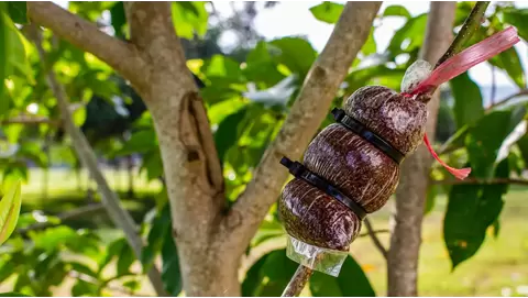 Air layering demystified: A simple propagation technique for woody plants