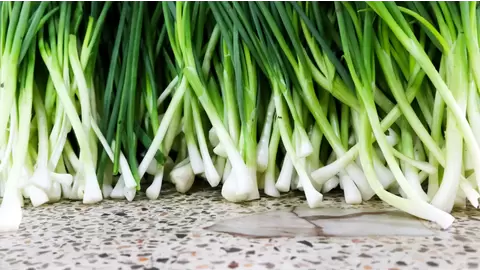 Growing scallions: Fresh, flavorful greens all year round