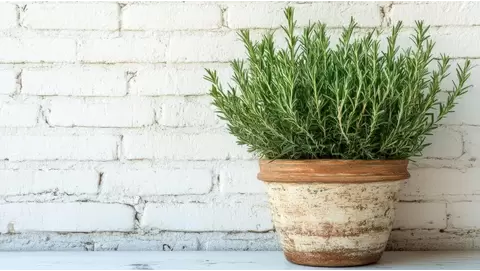 Growing rosemary at home: A guide to fresh herbs year-round