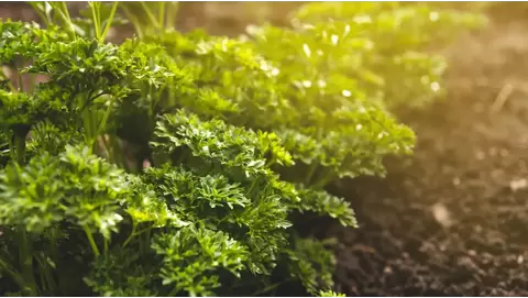 Parsley growing guide: Fresh flavor from your home garden