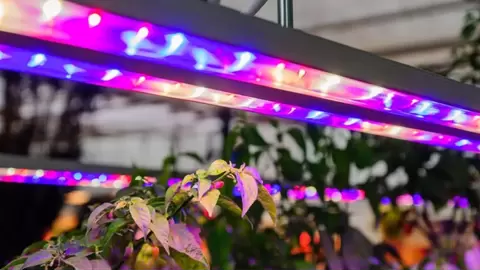 Revolutionizing Agricultural Lighting