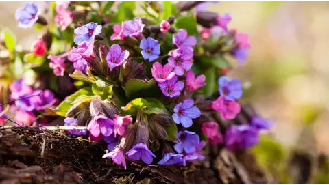 Pulmonaria (Lungwort): Early blooming perennial for shade