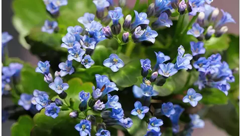 Brunnera (Siberian Bugloss): The ideal shade perennial