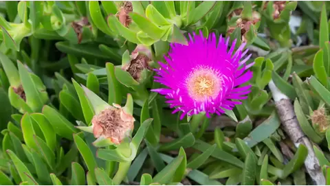 Ice plant: A colorful, drought-tolerant groundcover