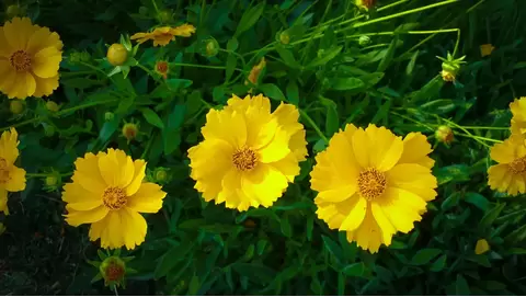 Coreopsis: A hardy perennial for sunny, colorful gardens