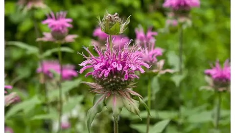 Bee Balm (Monarda): Attract pollinators to your garden