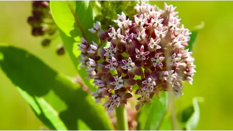 Milkweed: Essential for pollinators and wildlife