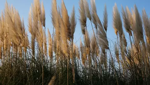 Feather reed grass (Calamagrostis): Elegant grass for your garden