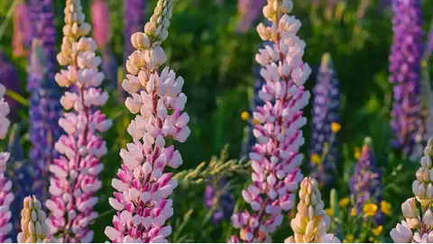 Lupines: Stunning vertical blooms for your garden