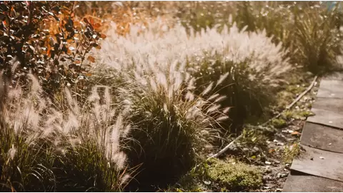 Miscanthus (Maiden Grass): Add texture and movement to your garden