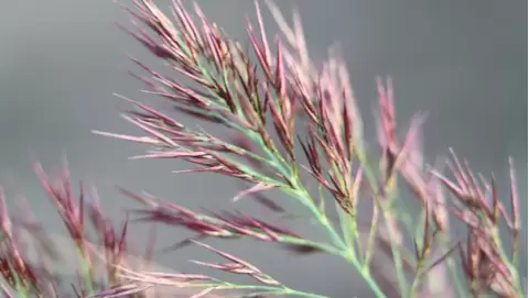 Switchgrass (panicum): A versatile grass for sunny gardens