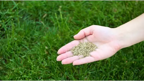 Best grass seeds for a lush, green lawn