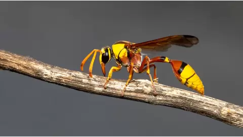 Top wasp sprays for quick and effective nest removal