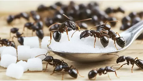 How to get rid of sugar ants fast: Effective home remedies