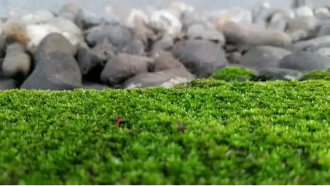 How to grow a beautiful, low-maintenance moss lawn