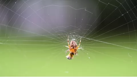 Best natural spider repellents to keep creepy crawlies away