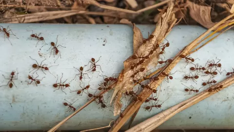 Best pet safe ant killers to protect your home without harm
