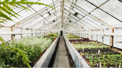 Greenhouse Cultivation