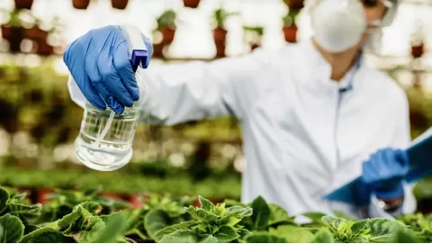 Top non-toxic weed killers for a safer, greener garden