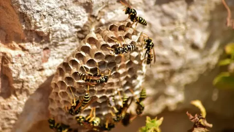 How to get rid of a wasp nest safely: Best DIY and professional solutions