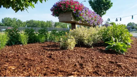Cedar mulch benefits and uses: A natural mulch for weed control and pest repellent