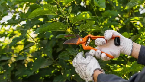 Top tree trimming tools for homeowners: Cut branches like a pro