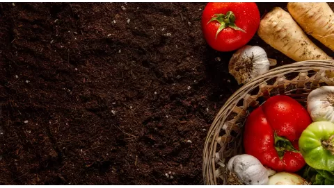 What is mushroom compost and how to use it in your garden