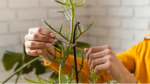 Best plant supports for climbing and heavy plants: Keep your garden upright
