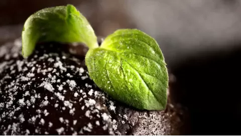 Soil and Seed Performance