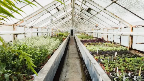 Best CO2 generators for grow rooms and greenhouses: Boost plant growth