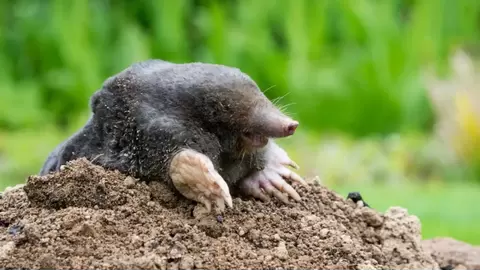 Top mole traps to eliminate garden pests quickly and humanely