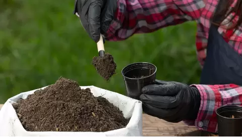 Mushroom compost benefits and how to use it for thriving plants